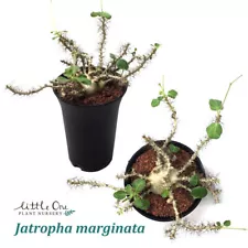 Jatropha marginnata FRESH SEEDS FOR SALE by Little One Plant Nursery