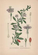 Goji Berry (Lycium Barbarum) Chromo Lithograph from 1891 Chinese Wolfberry