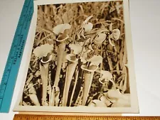 Rare Historical Original VTG Pretty Meat Eating Sarracenia Pitcher Plants Photo