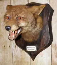 Vintage Pentyrch Hunt 1958 Taxidermy Red Fox Mask On Wall Mount By Rowland Ward