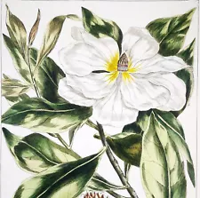 1755, P. MILLER ANTIQUE ORIGINAL WATERCOLOURS LARGE FOLIO SUPERB MAGNOLIA UGH