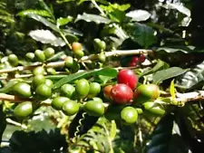 Ceylon Coffee Arabica 1000+ Seeds Tropical Exotic Bean Plant Tree Shrub Rare New