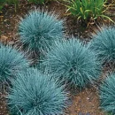 50+ Blue Fescue Ornamental Grass/Perennial Festuca/Drought Tolerant/Sun or Shade