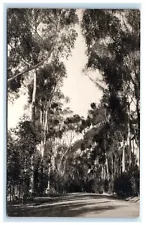 Eucalyptus Tree State Highway Camarillo CA California RPPC Anderson Photo G8