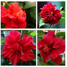 Double Petal Hibiscus Live Plant Red Natural High Quality Organic Cuttings Plant