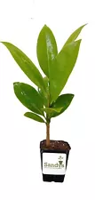 Magnolia Grandiflora, Southern Magnolia White Flower, Starter Plant, Lot of 6