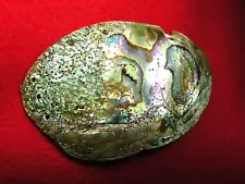 ABALONE SHELL PENDANT 3-11/16" CALIFORNIA Authentic Indian Relics