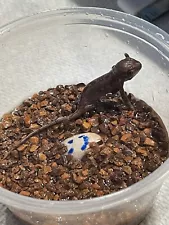 Hatch Your Own Panther chameleon eggs, 2 Eggs!