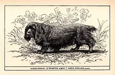 Antique Sussex Spaniel Print 1912 R H Moore Ch Bridford Giddie Sussex 5213g