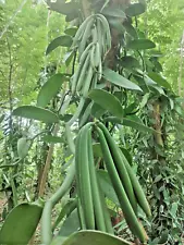 vanilla bean plants for sale