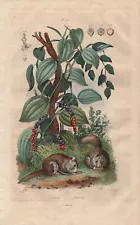 Flying Squirrel Pepper Bush (Piper nigrum) Colored Steel Engraving from 1839