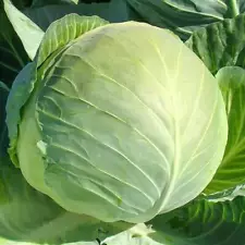 1 Pack 600 Cabbage Seeds Brassica Oleracea Wild Cabbage Organic Heirloom Non GMO