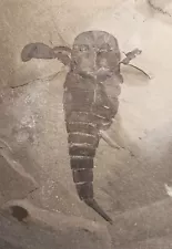 4 inch Silurian eurypterid from bertie fm, new york - eurypterus remipes