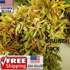 6 bunches nesaea Golden plants Easy Aquarium aquascaping planted tank low light