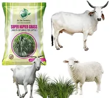 Super Napier Grass Seeds for Animal Fodder 500 g