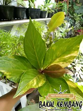 Anthurium Jenmani Variegated