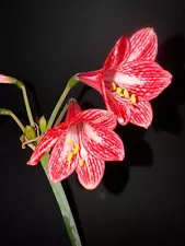 Hippeastrum incachacanum RED - 12 FRESH seeds