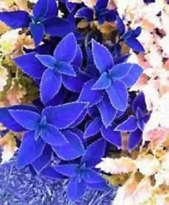 1 Pack 100 Blue Coleus Seeds Coleus Blumei Garden Flower