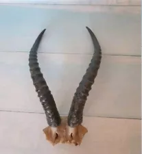 JAIRAN'S HORNS ANTLERS HUNTING HUNTER TROPHY TAXIDERMY