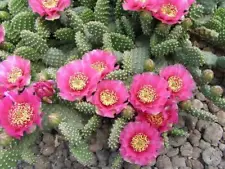 Opuntia fragilis cv.Freiberg ,frost-resistant cactus, /price per segment/