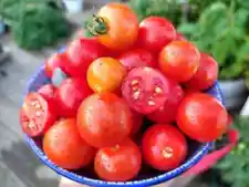 Delice de Neuilly Micro Dwarf Tomato (solanum lyc.) Pot & Patio tomato! 5/10/20