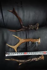 Three old small natural antlers.