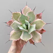 7-8cm 1PCS Cactus Live Plants Potatorum Agavaceae Agave Beautiful Rare Cactus