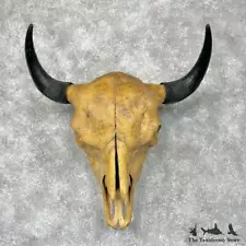 #29592 E | Antique American Buffalo/Bison Skull Taxidermy Mount For Sale