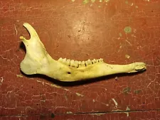 ð¦MAINE WHITETAIL DEER JAW BONE SHIPS FREE ð