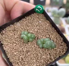 2PCS Sale Succulent Live Plant Lithops Conophytum ​stephanii ssp helmutii WYSIWY