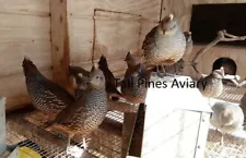 12 Chestnut Bellied Blue Scale Quail Hatching Eggs, NPIP