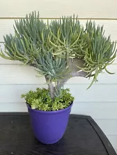 Super Rare Mermaid Tail Tree (Crested Senecio Vitalis)Succulent Live Plant