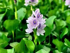 9 Live PURPLE Water Hyacinth Pond Plant Floating NO INSECTS/PARASITES FAST SHIP