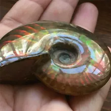 Iridescent Ammonite Ammolite Facet Specimen Spotted Snail Fossil Natural Crystal