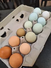 6+ Rainbow Hatching Eggs - Easter Egger, Olive Egger, Ameraucana, Maran, Etc