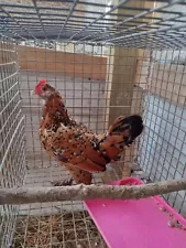 10 Mille Fleur D'uccle Bantam Chicken Hatching Eggs ! NPIP!Could Be Last Sale!