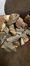 petrified wood pieces From Wyoming