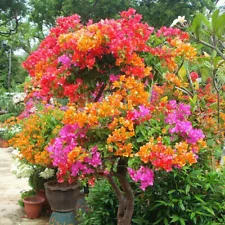 1 Pack 100 Mixed Color Bougainvillea Bonsai Flower Plant Seeds Home Garden US