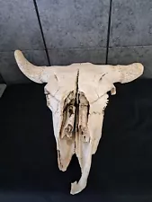 Real Bison Skull - American Bison / Buffalo