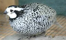 15 Snowflake Bob White Quail Hatching Eggs NPIP/AI Clean