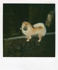 VINTAGE POLAROID PHOTO CHOW CHOW DOG PUPPY PORTRAIT FLUFFY TAIL AMERICANA