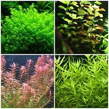 live aquarium plants 4 Species 40 Stems Low Light Package Nice And Easy To Grow