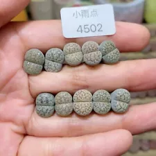 10PCS 1cm Succulent Live Plant Lithops v. verruculosa "Rose of Texas" WYISWYG