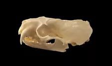 Short-Tailed Weasel (M. erminea) Skull Bone Real Authentic Taxidermy