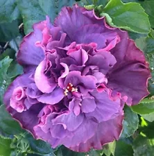 Hibiscus Cajun Color Bayou Rose, Starter Plant