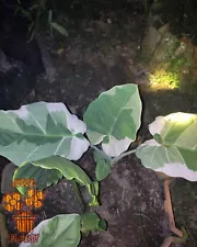 Colocasia Gigantea Variegated Free Phytosanitary