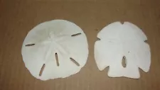 (2) DIFFERENT SAND DOLLARS