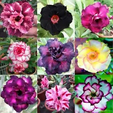 Mixed Color Desert Rose Seeds | 5 Seeds | Adenium Obesum | Seeds to Grow