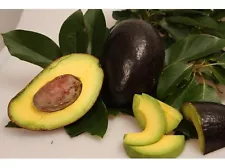 ORO NEGRO avocado, 3 cuttings-RARE collector's VARIETY