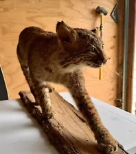 Bobcat Taxidermy Full Body Mount- VA VIRGINIA Bobcat